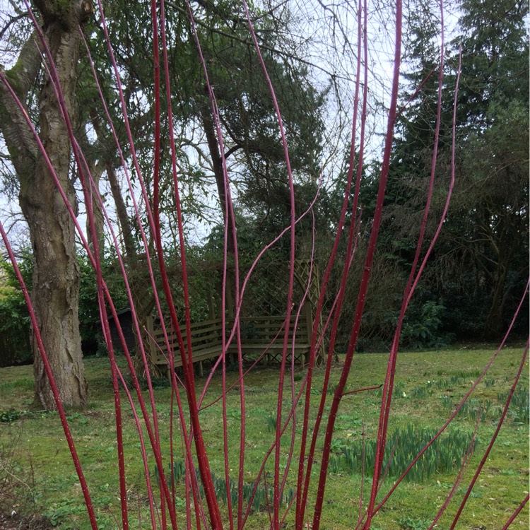 Plant image Cornus alba 'Sibirica Variegata'
