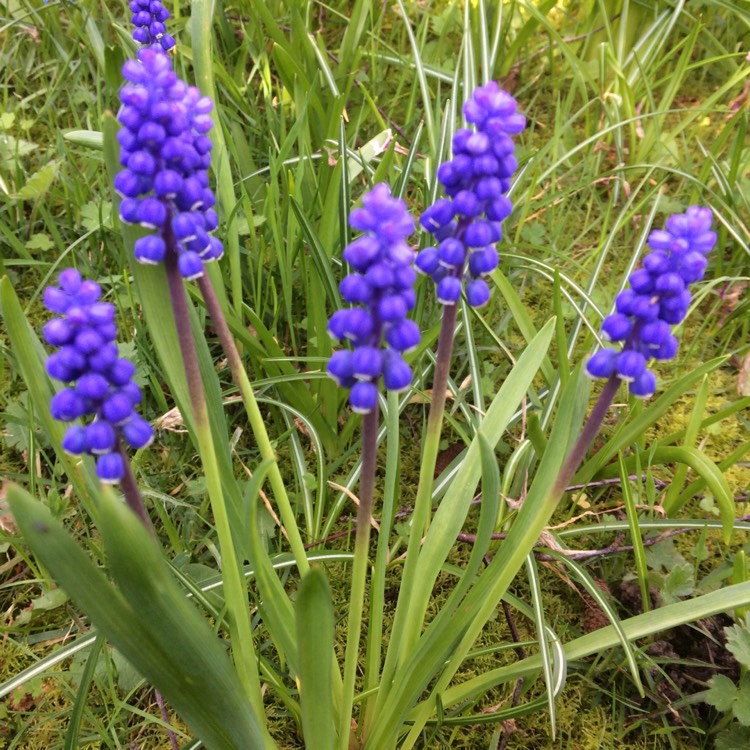 Plant image Muscari neglectum