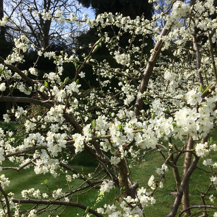 plant image 345891