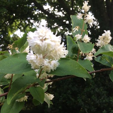 Deutzia