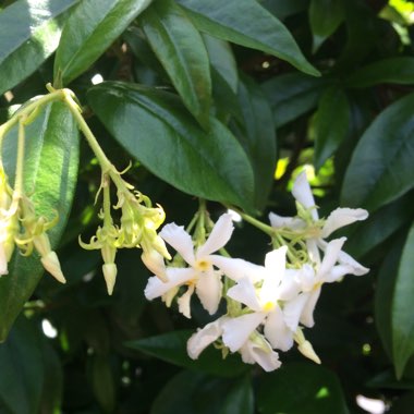 Star Jasmine