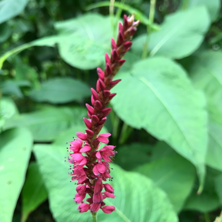 Plant image Persicaria