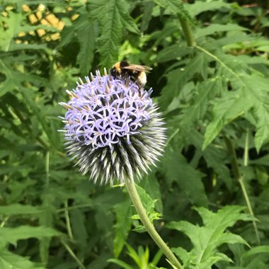 Globe Thistle