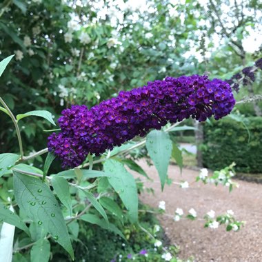 Butterfly Bush 'Black Knight'
