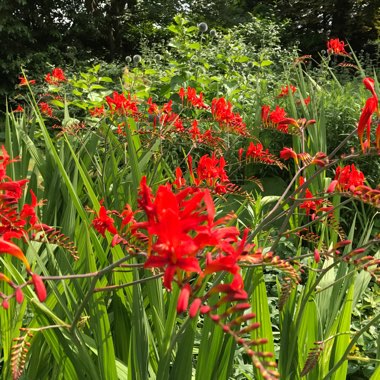 Montbretia 'Lucifer'