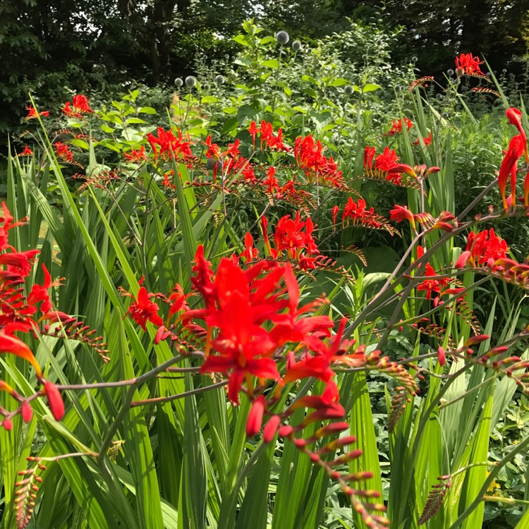 plant image 499890