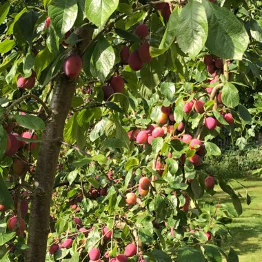 Plum 'Victoria'