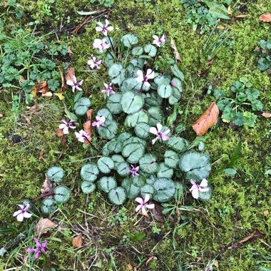 Cyclamen (Hardy)