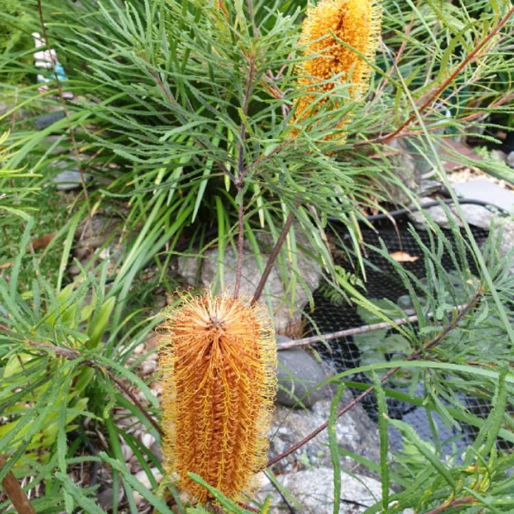 plant image 1018285 plant image 1018285