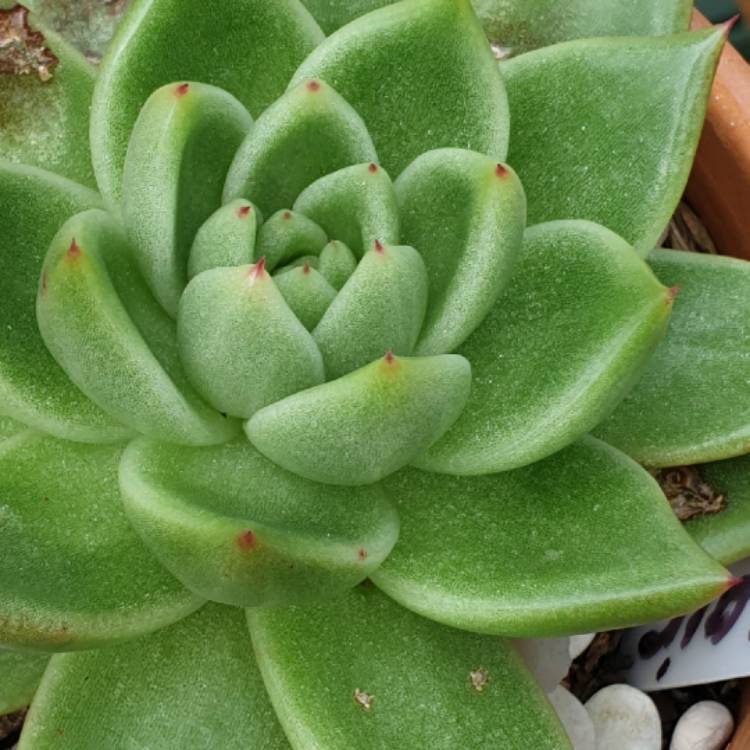 plant image 1053786