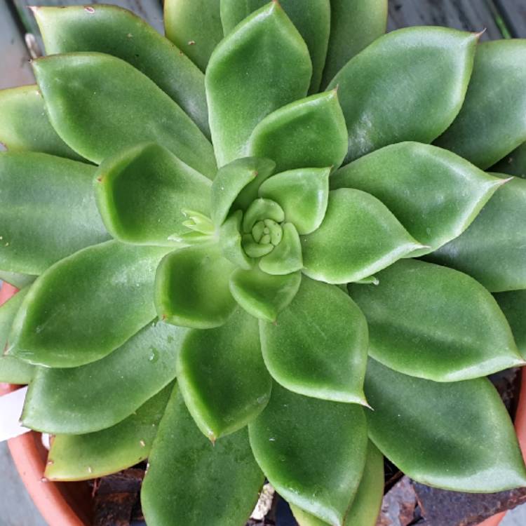 plant image 1053798 plant image 1053798