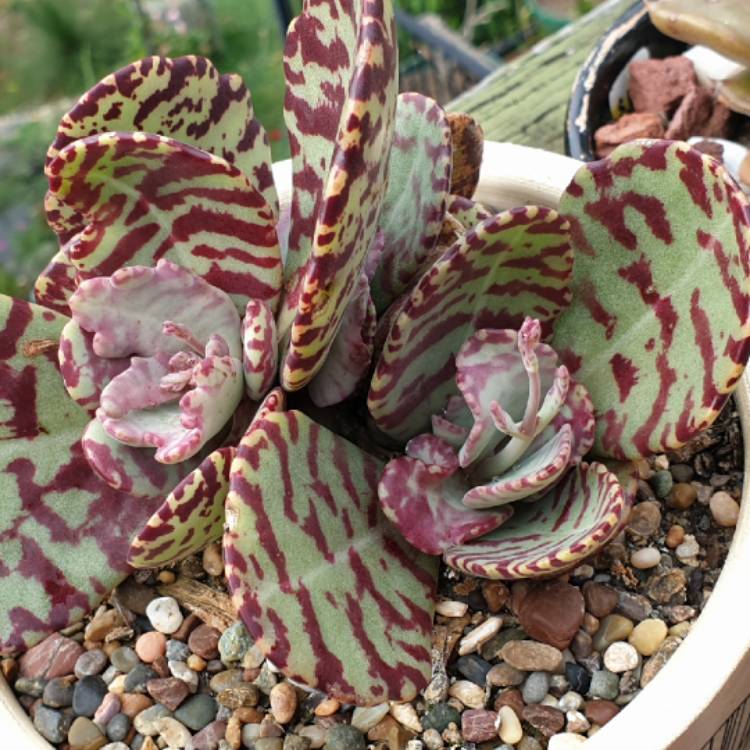plant image 1062312 plant image 1062312