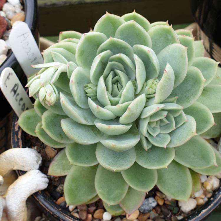 plant image 1062353 plant image 1062353