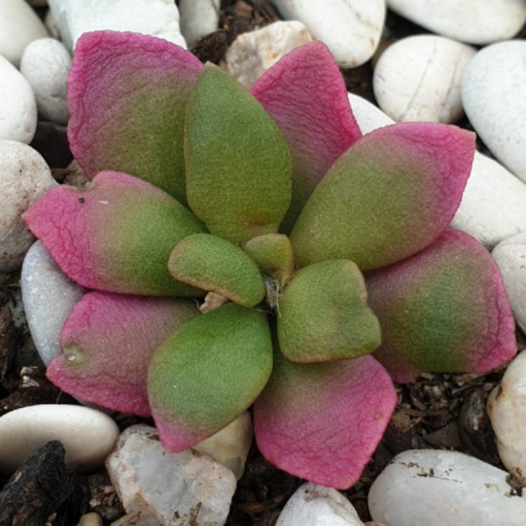 plant image 1062499 plant image 1062499