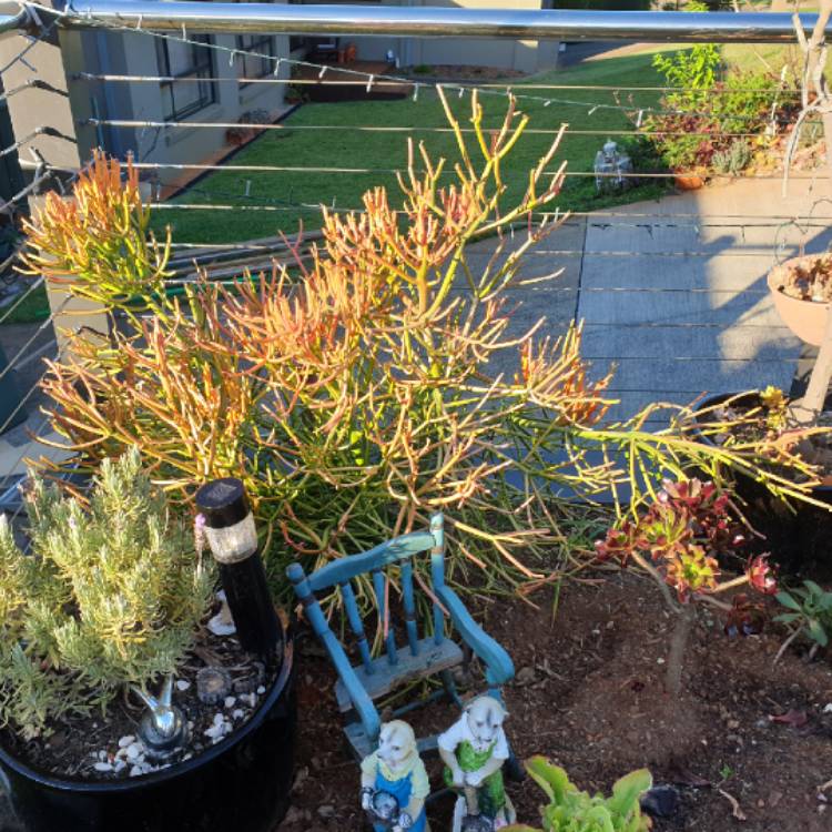 plant image 1064642