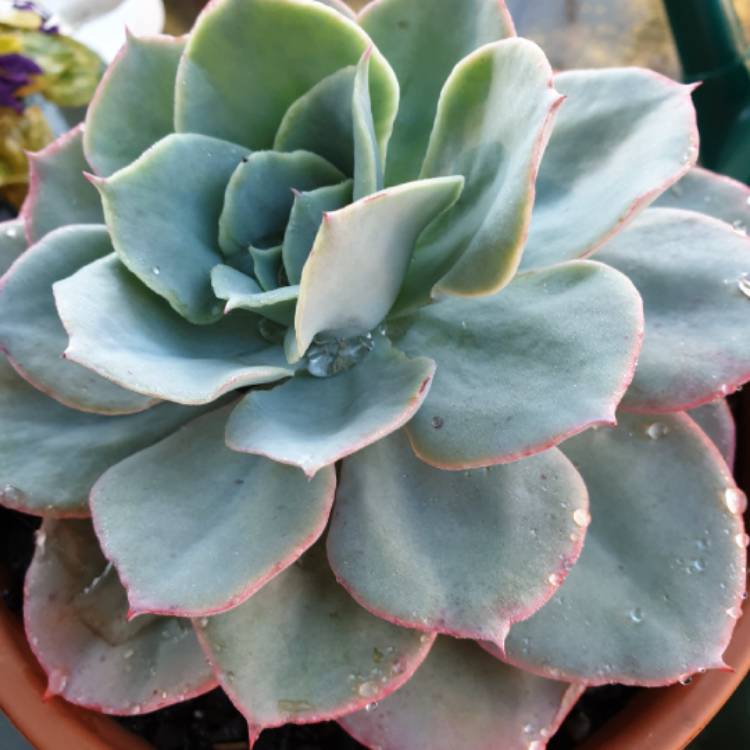 plant image 1066285
