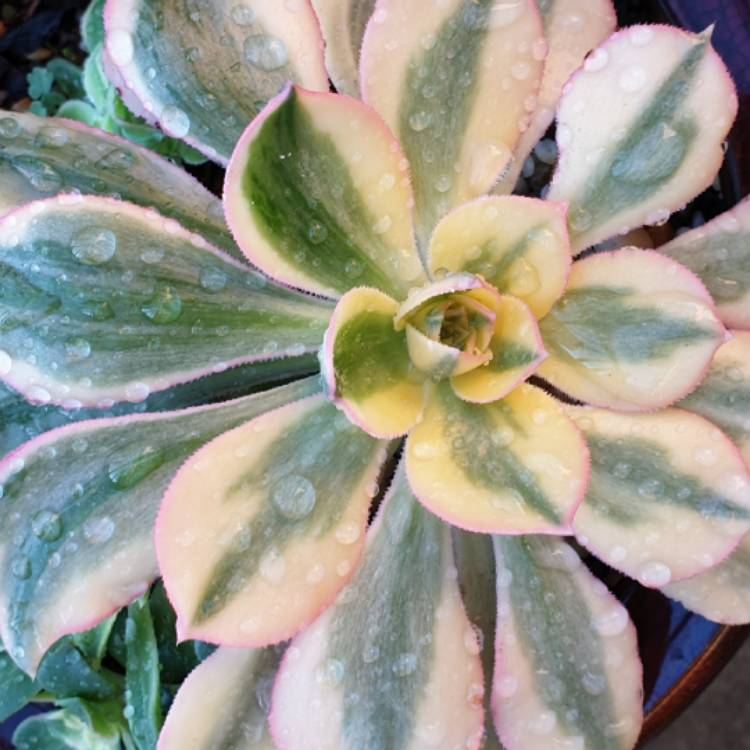 plant image 1066294 plant image 1066294