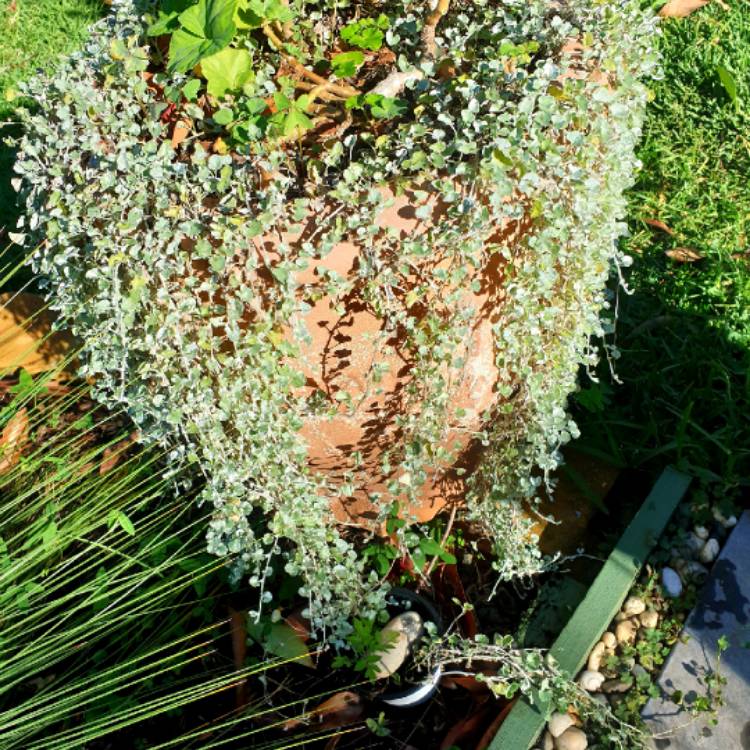 plant image 1074315