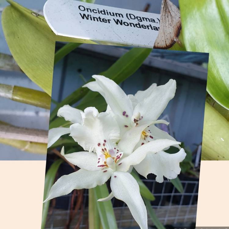 Plant image Oncidium Orchid