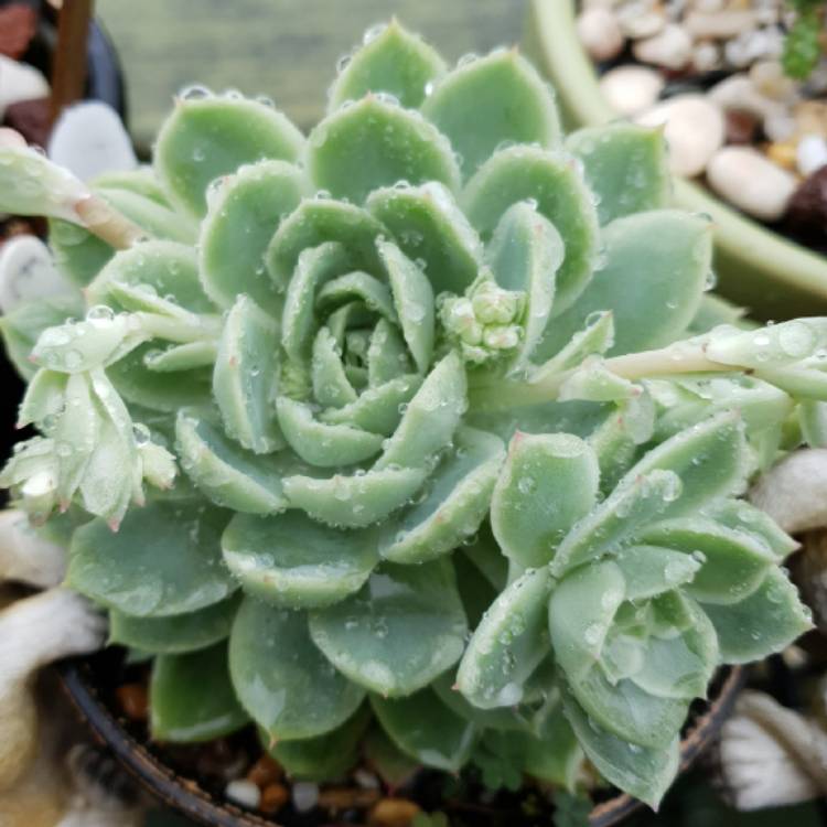 plant image 1094742 plant image 1094742