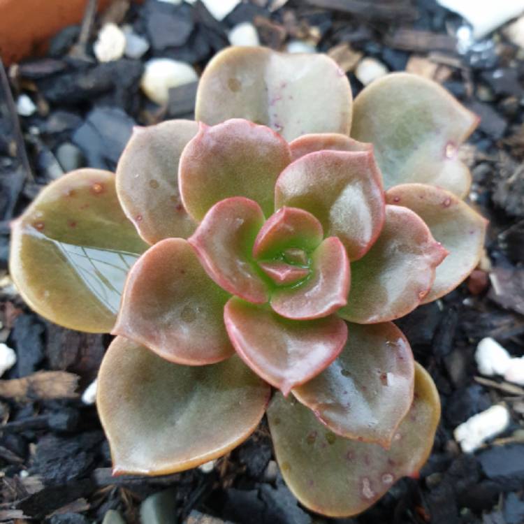 plant image 1103336 plant image 1103336