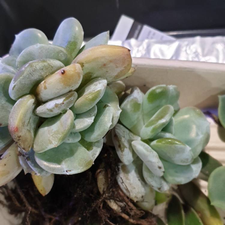 plant image 1103462