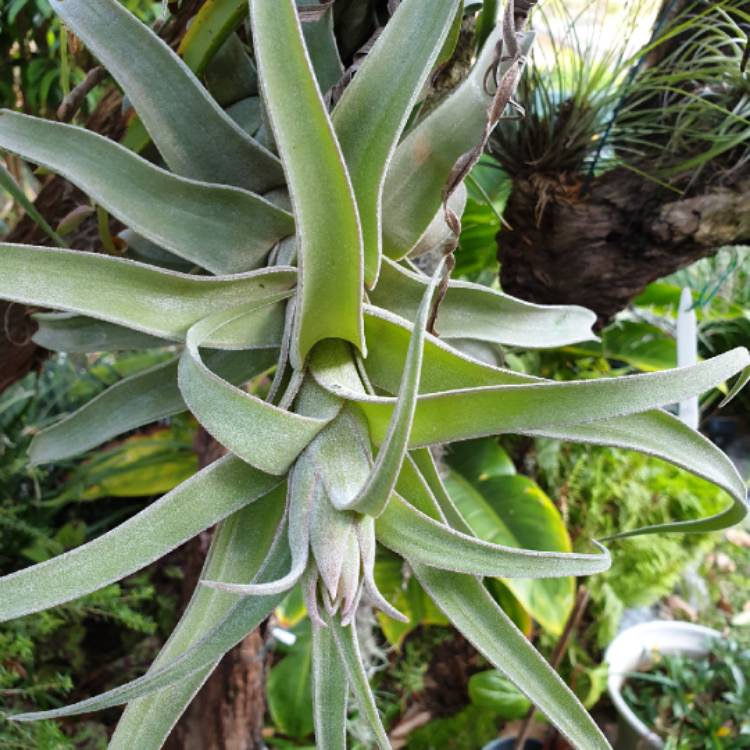 plant image 1181121 plant image 1181121