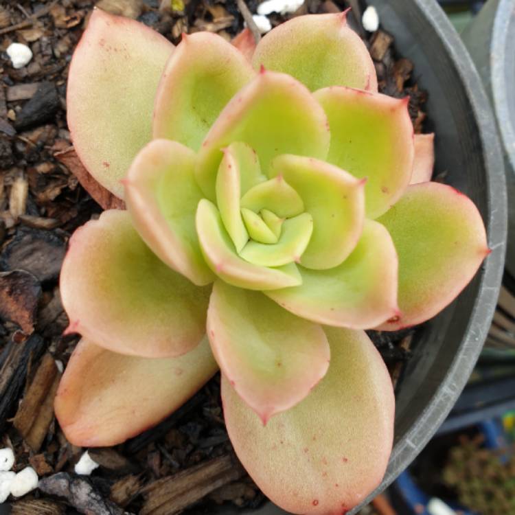plant image 1183860