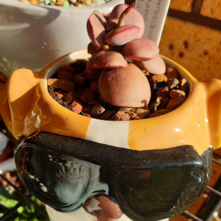 plant image 1183866