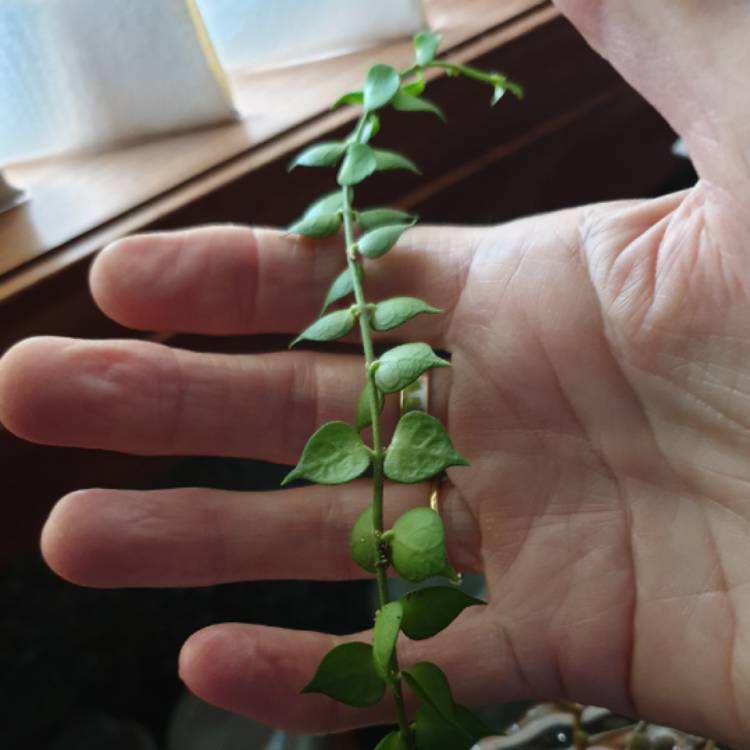 Plant image Dischidia ruscifolia