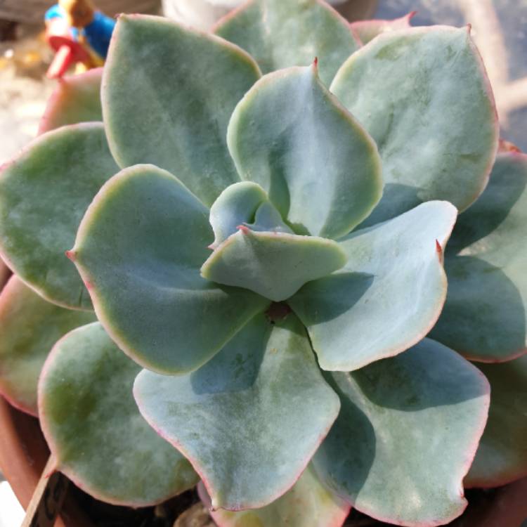plant image 1198338