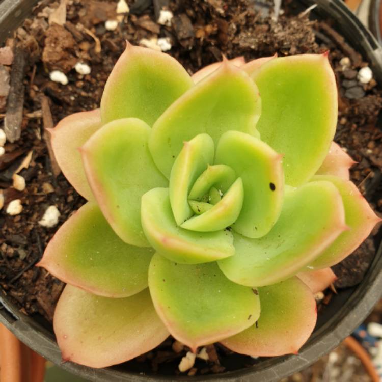 plant image 1199573