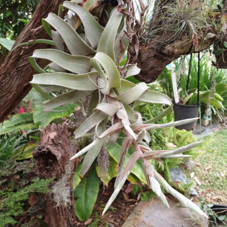 plant image 1202450 plant image 1202450