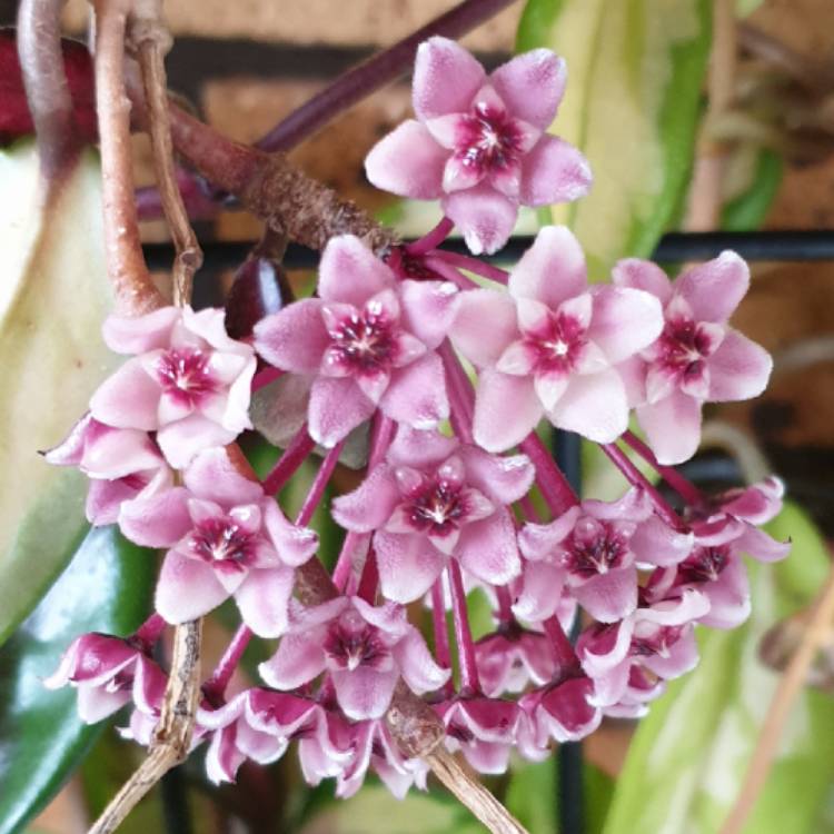 plant image 1202531