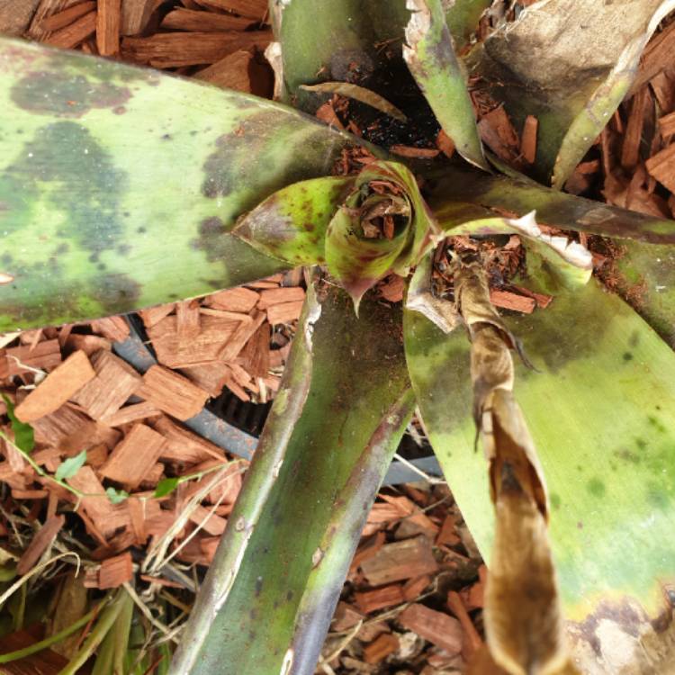 Plant image Aechmea cylindrata