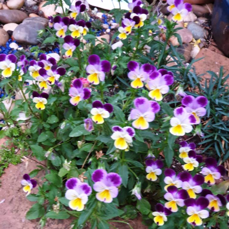 plant image 1205202 plant image 1205202