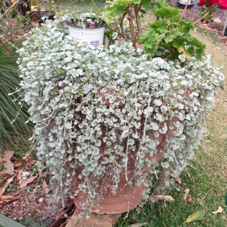plant image 1206889