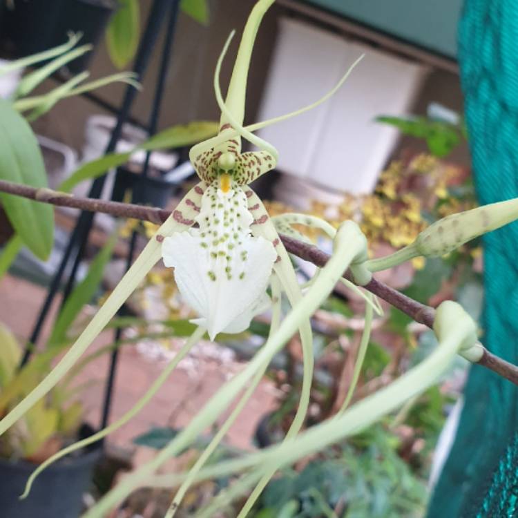plant image 1207197