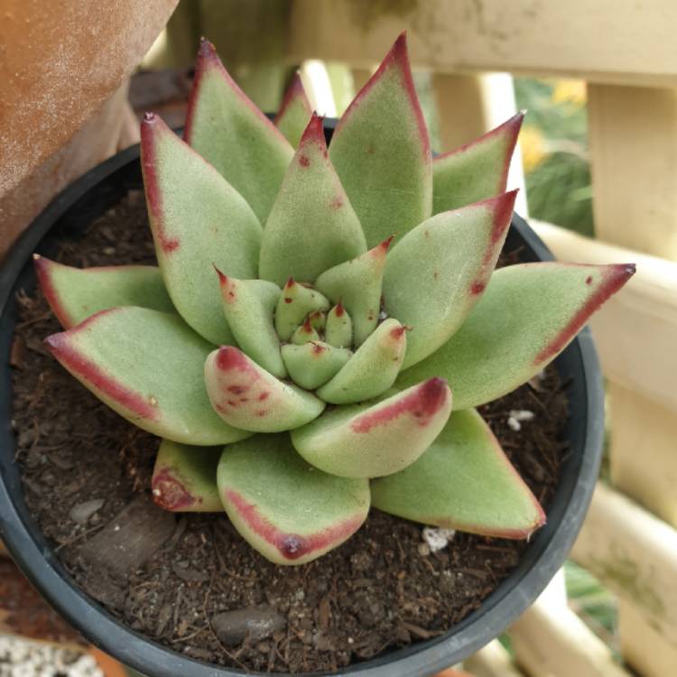 Plant image Echeveria Agavoides Ebony