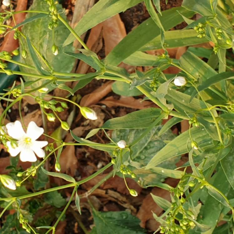 Plant image Gypsophila elegans