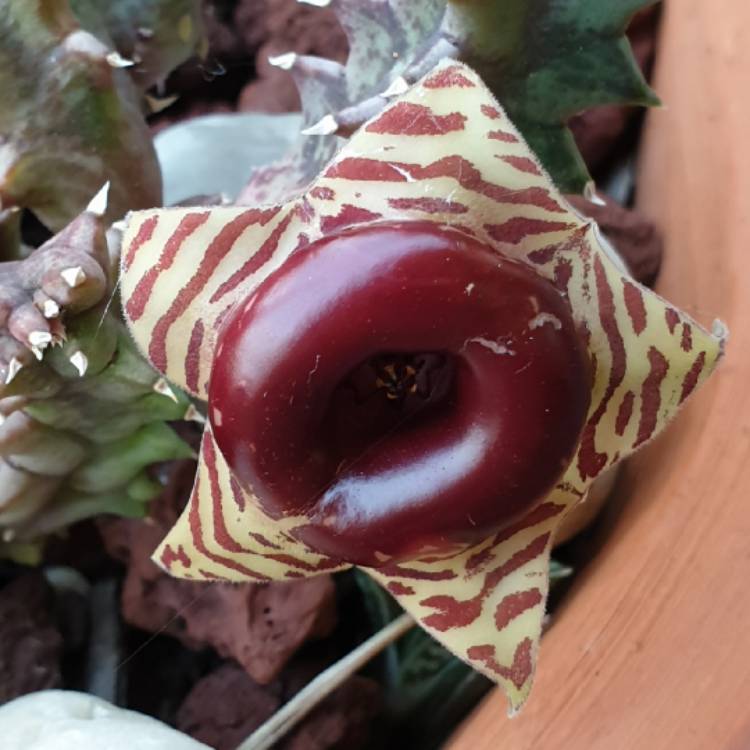 plant image 1209848