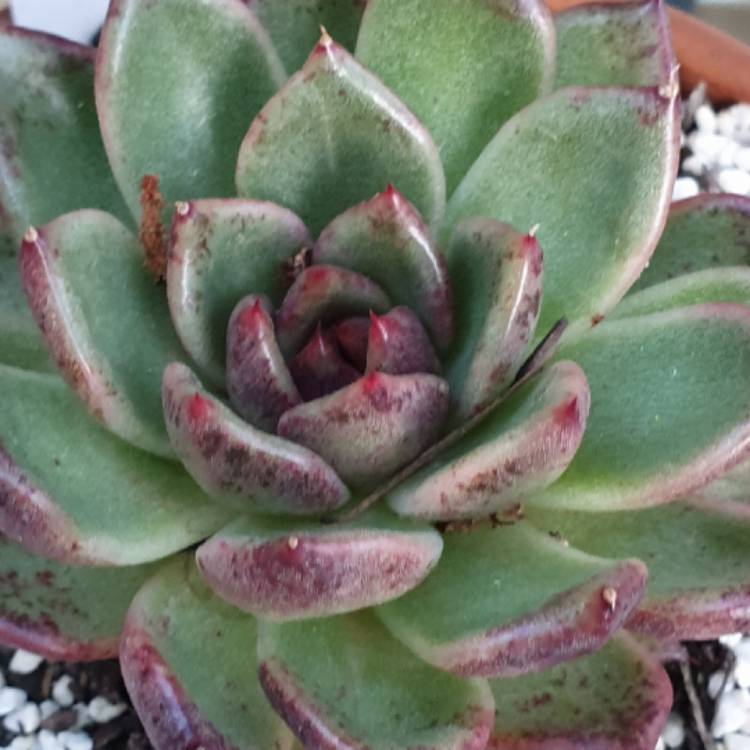 Plant image Echeveria Agavoides Blood Maria