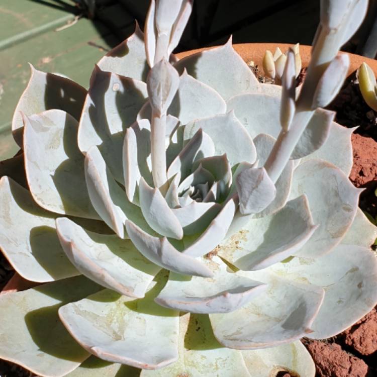 plant image 1212758 plant image 1212758