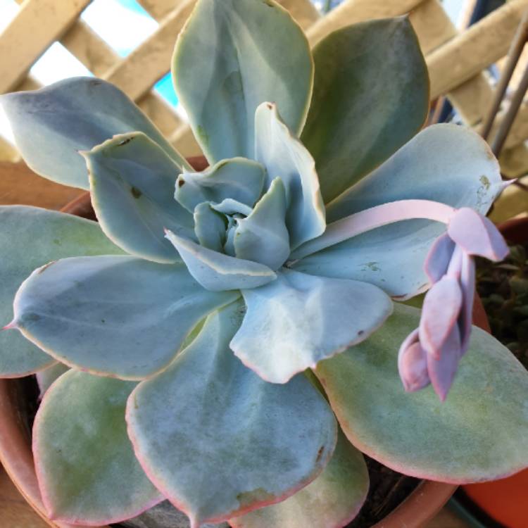 plant image 1212759