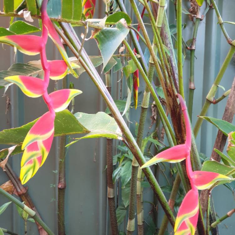 plant image 1213559 plant image 1213559