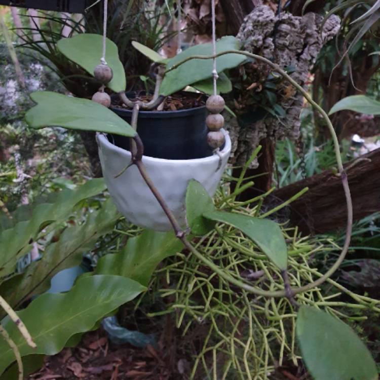 plant image 1223845 plant image 1223845