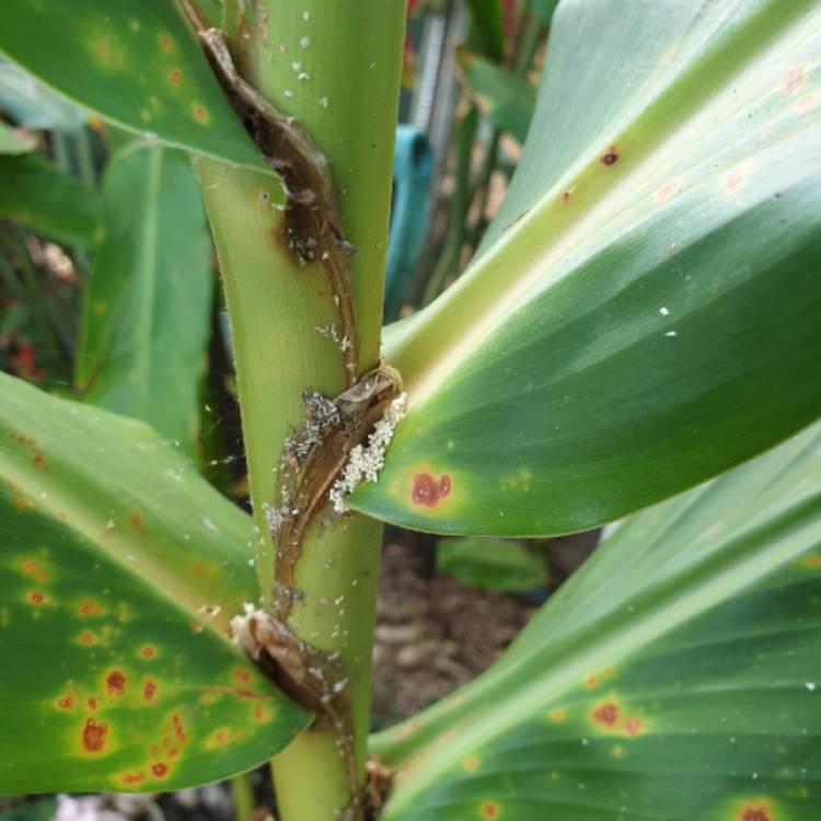 plant image 1225544