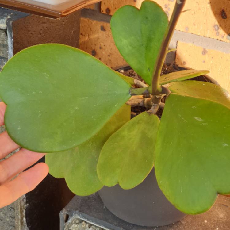 Plant image Hoya kerrii