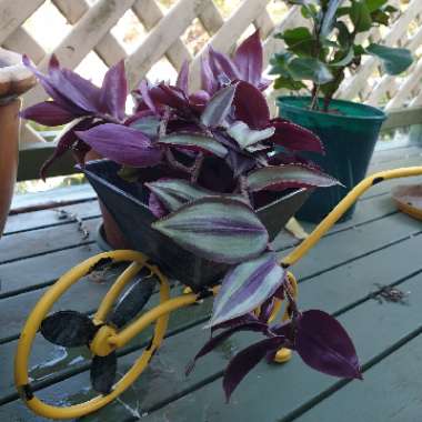 Tradescantia pallida 'Purpurea' syn. Tradescantia pallida 'Purple Heart'