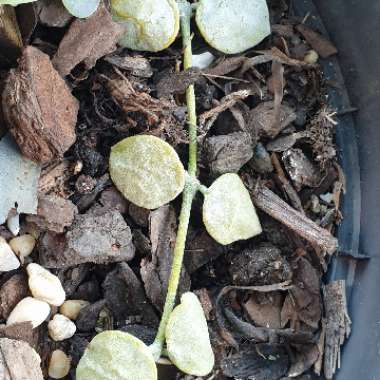 Dischidia nummularia
